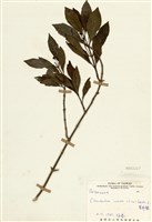 藏品(苦林盤(白花苦林盤))的圖片